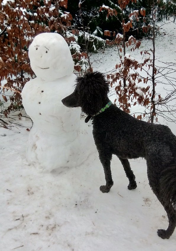 Darmstadt, Ein Hundeleben in Darmstadt - Zwei Männer im Schnee