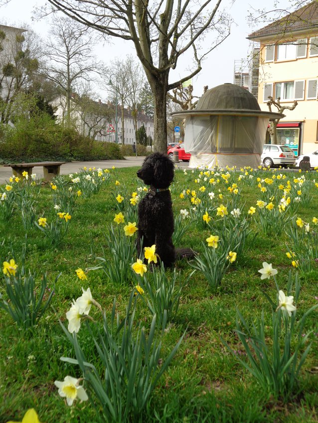 Darmstadt, Ein Hundeleben in Darmstadt - Schröder im Blütenmeer