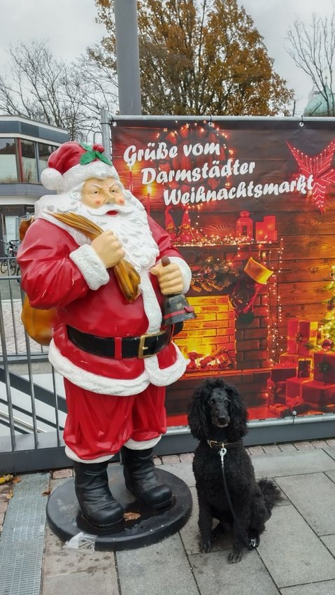 Darmstadt, Ein Hundeleben in Darmstadt - Darmstädter Weihnachtsmarkt 2021 