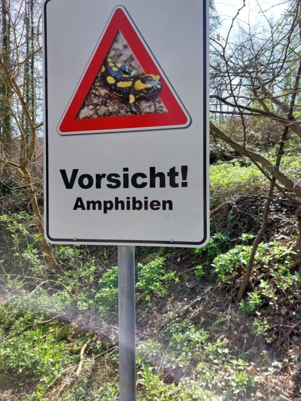 Darmstadt, Ein Hundeleben in Darmstadt - Gefährliche Wanderung...