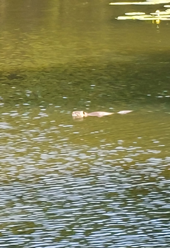 Darmstadt, Ein Hundeleben in Darmstadt - Nutria (Myocastor coypus)