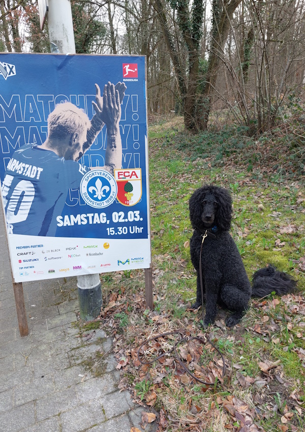 Darmstadt, Ein Hundeleben in Darmstadt - SV Darmstadt 98