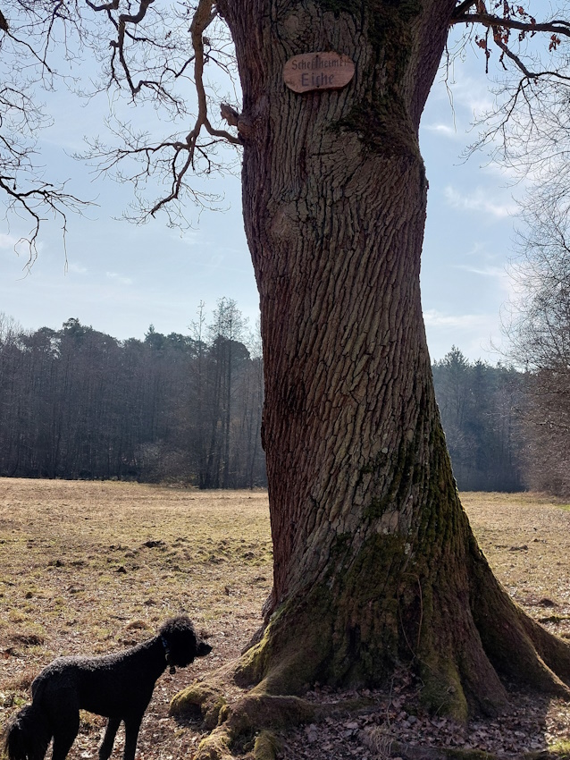 Darmstadt, Ein Hundeleben in Darmstadt - Darmstädter Namensbäume, Scheftsheimer Eiche