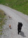 Ein Hundeleben on Tour, Urlaub, Tagesausflüge, Jodelweg Königsleiten / Österreich