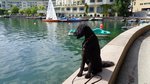 Ein Hundeleben on Tour, Urlaub, Tagesausflüge, Zell am See / Österreich