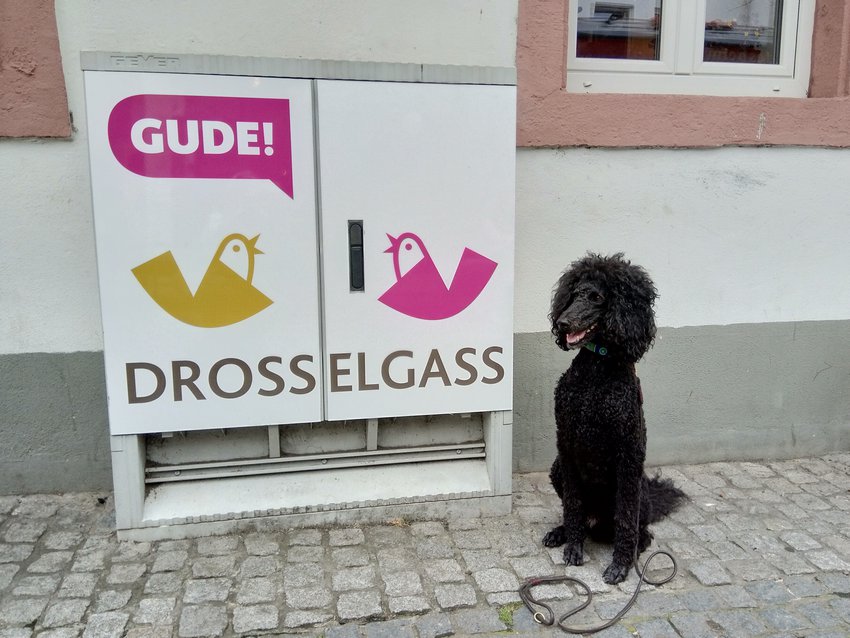 Ein Hundeleben on Tour, Urlaub, Tagesausflüge - 2020 Rüdesheim/Hessen