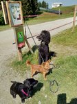 Ein Hundeleben on Tour, Urlaub, Tagesausflüge, Scheffau / Österreich