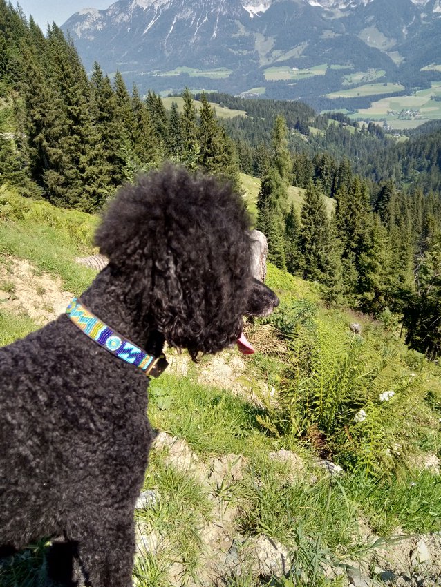 Ein Hundeleben on Tour, Urlaub, Tagesausflüge - 2020 Kitzbühel/Österreich