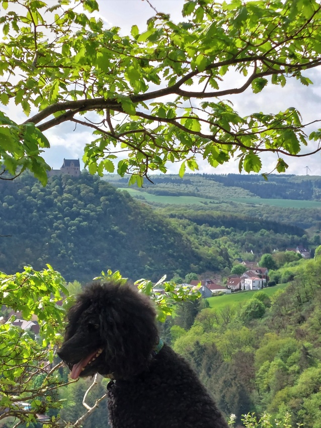 Ein Hundeleben on Tour, Urlaub, Tagesausflüge - Altenbamberg, Rheinland-Pfalz, Altenbaumburg