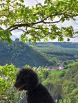 Ein Hundeleben on Tour, Urlaub, Tagesausflüge, Altenbamberg, Rheinland-Pfalz, Altenbaumburg