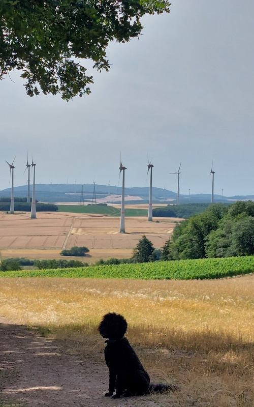 Ein Hundeleben on Tour, Urlaub, Tagesausflüge - Hochstätten/Rheinland-Pfalz, Windpark Hochstätten