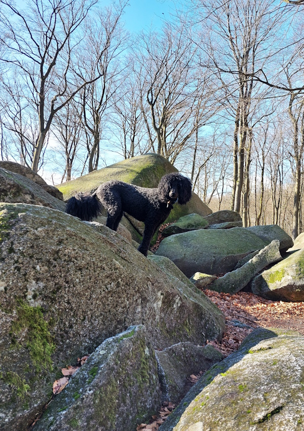 Ein Hundeleben on Tour, Urlaub, Tagesausflüge - Lautertal-Reichenbach/Hessen, Felsberg