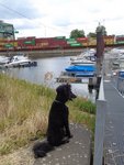Ein Hundeleben on Tour, Urlaub, Tagesausflüge, Gernsheim/Hessen, Containerhafen